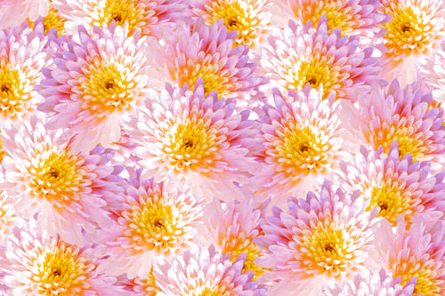 Preview: Colorful Autumn Flowers Of Chrysanthemum. Natural Floral Background.