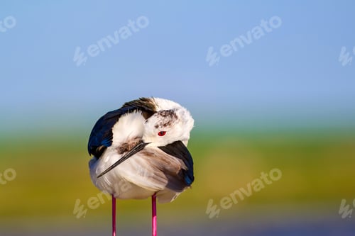 Preview: Common Water Bird. Black Winged Stilt. Himantopus Himantopus. Green Blue Nature Background.