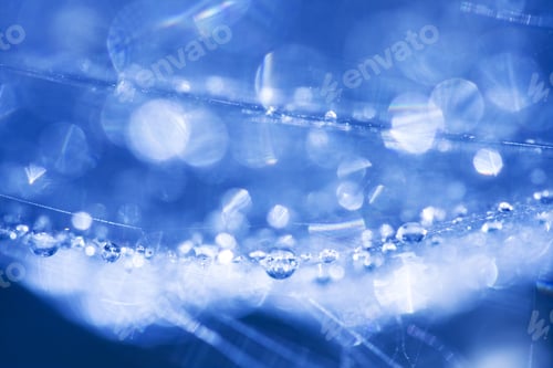 Preview: Abstract Composition With Water Drops, Spiderwebs And Bokeh. Image Has Grain Texture Visible On Its