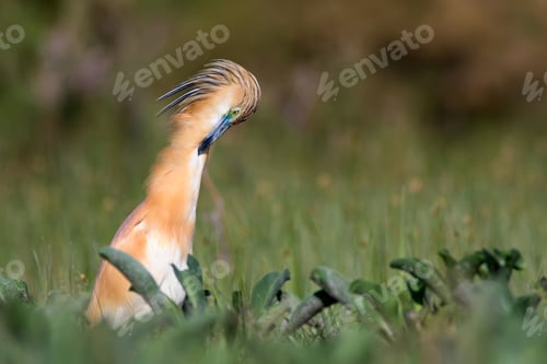 Preview: Heron. Nature Background. Bird: Squacco Heron. Ardeola Ralloides