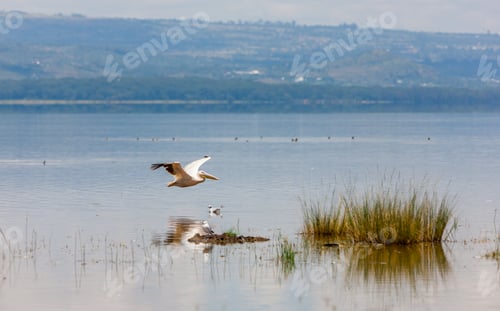 Preview: Great White Pelicans In Lake Nakuru National Park - Kenya, Africa. The Great White Pelican