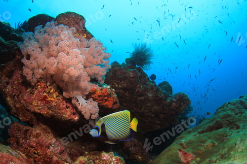 Preview: Beautiful Coral Reef With Tropical Fish Underwater In Ocean