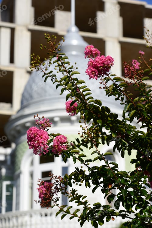 Preview: Beautiful Pink Flowers On Blur Background
