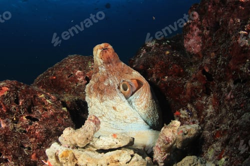 Preview: Octopus Guards Its Eggs In A Hole In Reef