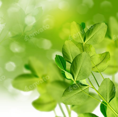 Preview: Background Of Clover