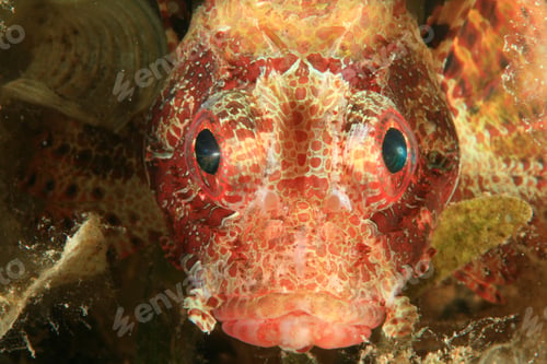 Preview: Shortfin Dwarf Lionfish (Dendrochirus Brachypterus)