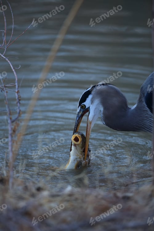 Preview: Great Blue Heron (Ardea Herodias) Eating A Fish Bosque Del Apache National Wildlife Refuge New
