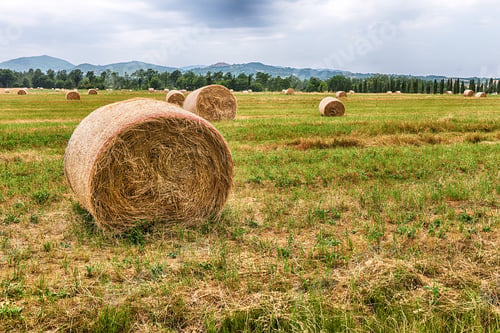Preview: Hay Bales On The Field After Harvest, Countryside Landscape In Italy