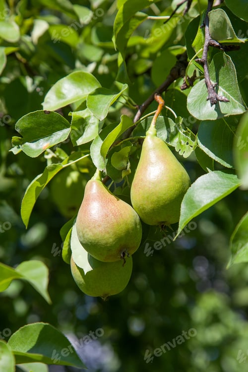 Preview: Ripe Pears On Tree Branch. Organic Pears In The Garden. Close Up View Of Pears Grow On Pear Tree