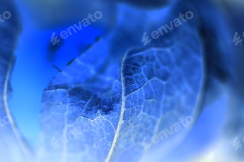 Preview: Abstract Composition From Macro Photography Of Physalis Peruviana Fruit With Inverted Colors