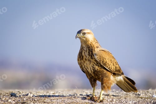 Preview: Wild Bird Hawk Blue Sky Background Long-Legged Buzzard / Buteo Rufinus