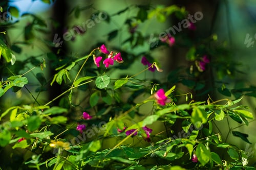 Preview: Beautiful Pink Flowers In The Forest, Armenia