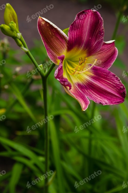 Preview: Flowering Daylilies In The Garden. Blossoming Hemerocallis In Summer Garden. Beautiful Flowers Of