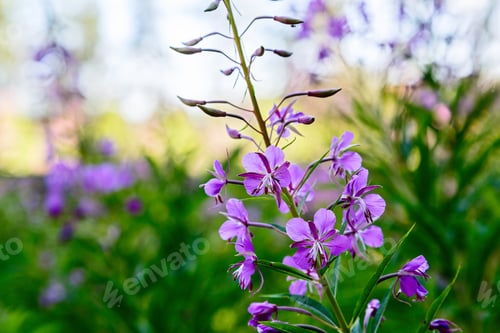 Preview: Wild Fireweed Blooming In The