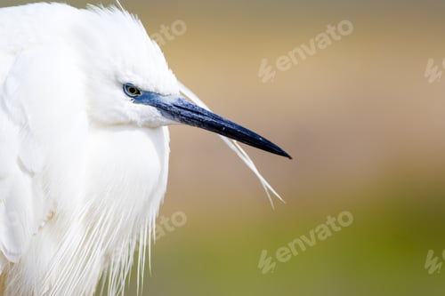 Preview: Beautiful White Heron. Colorful Nature Background. Heron Bird: Little Egret. Egretta Garzetta.