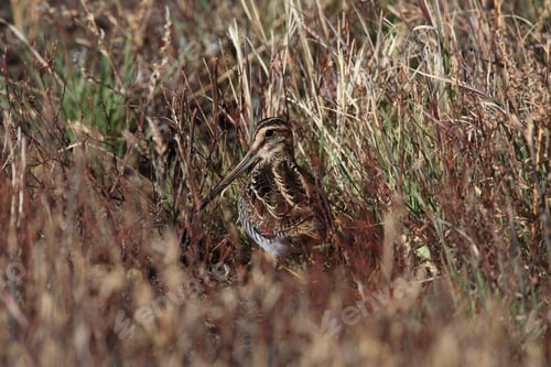 Preview: Common Snipe (Gallinago Gallinago) New Mexico Usa
