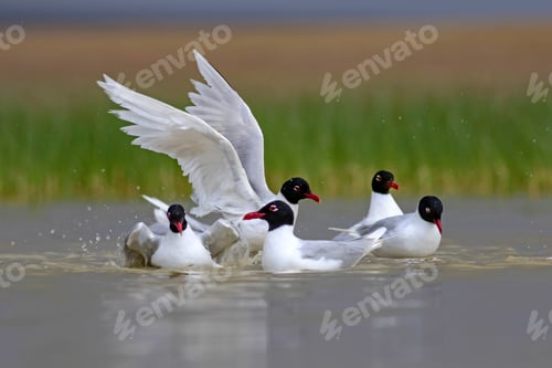 Preview: White Gulls. Blue Green Nature Background. Bird: Mediterranean Gull. Ichthyaetus Melanocephalus