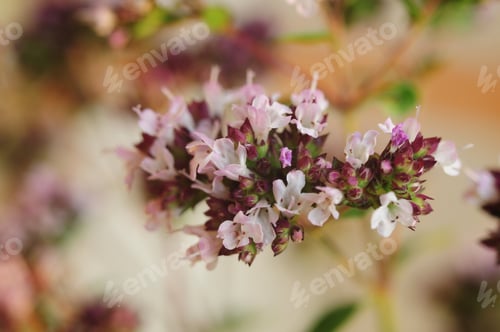 Preview: Origanum Vulgare On Bokeh Background