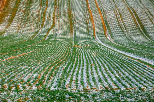 Preview: Fresh Snow Covering The Cultivated Field, Closeup
