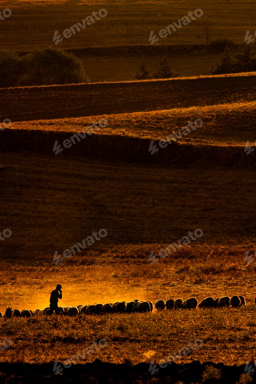 Preview: Sheperd. Sunset Nature Background.