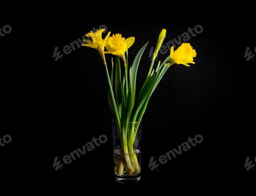 Preview: Yellow Daffodils On Black Background. Natural Springtime Flowers