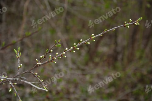 Preview: White Spring Flower Buds On Grey Branch