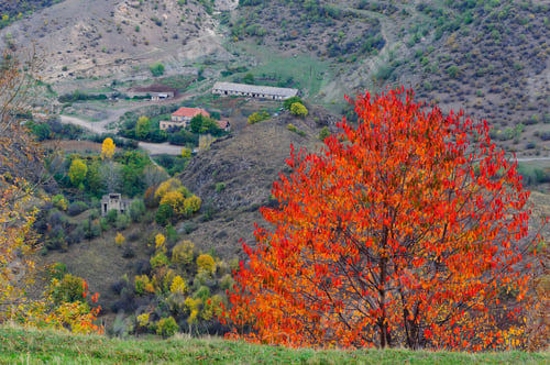 Preview: Trees In Autumn Colors