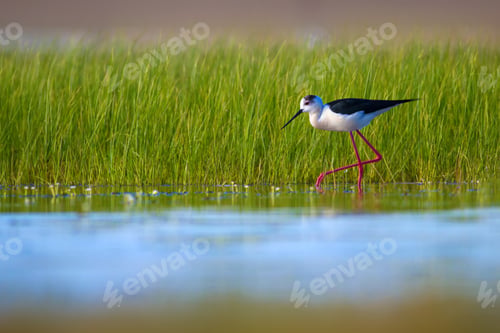 Preview: Cute Water Bird. Nature Background.