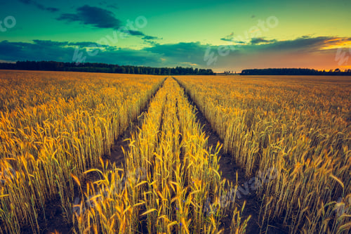 Preview: Vintage Photo Of Sunset Over Corn Field At Summer. Beautiful Grown Corn Ears In Summertime Field At