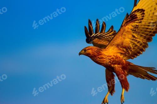 Preview: Flying Buzzard. Natural Background.