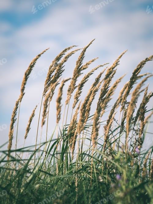 Preview: Closeup Of Beautiful Green Plants With Blur Background Nature - Vintage Green Look