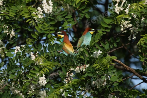 Preview: European Bee-Eater (Merops Apiaster) Germany (East)