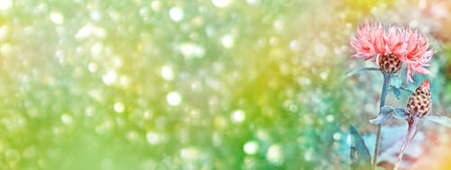 Preview: Bright And Colorful Flowers Cornflowers On Background Summer Landscape.