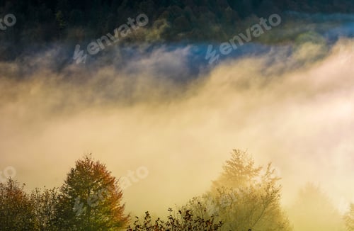 Preview: Glowing Fog Rise Over The Forest On Hillside. Lovely Autumn Nature Background In Countryside