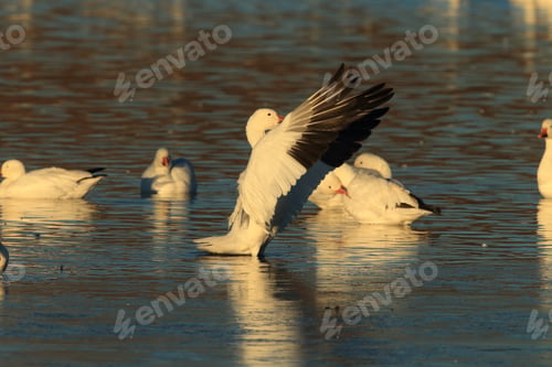 Preview: Snow Geese Bosque Del Apache, New Mexico Usa