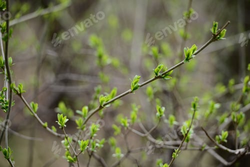 Preview: Green Spring Leaves Budding Out On The Branch