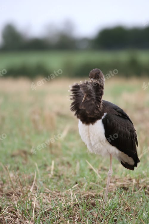 Preview: Young Black Stork (Ciconia Nigra) Saxony Germany