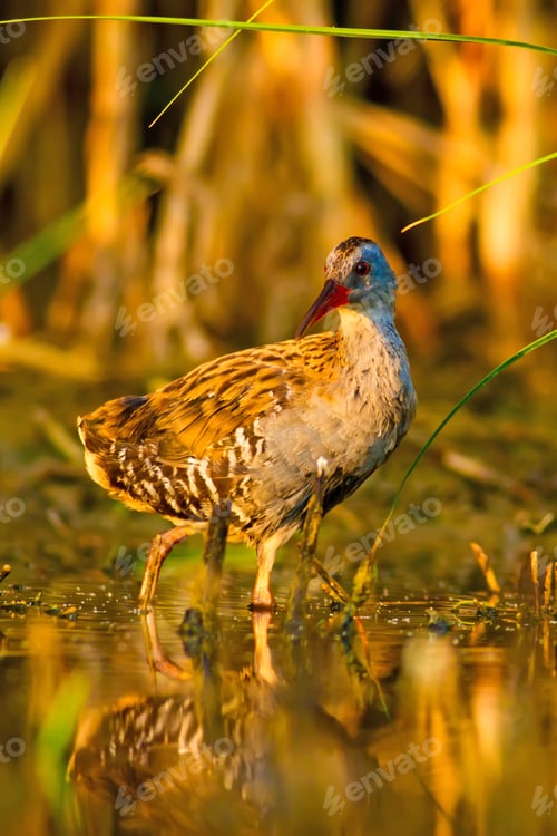Preview: Water Rail. Natural Habitat. Natural Background.