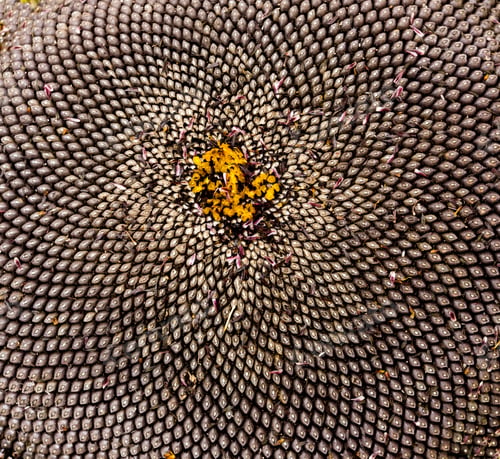 Preview: Large Cut Sunflower Seed Head