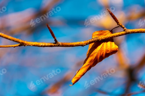 Preview: Last Foliage On The Tree. Lovely Autumn Momentum.