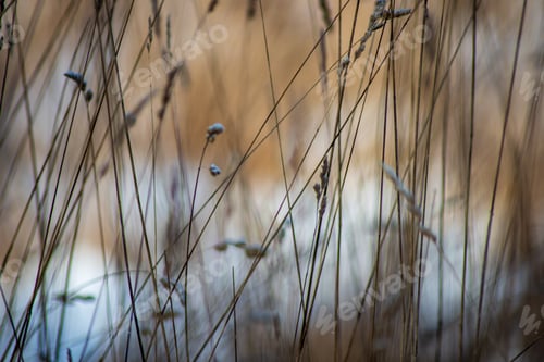 Preview: Frozen Nature Details. Tree Branches And Grass In Snow And Ice