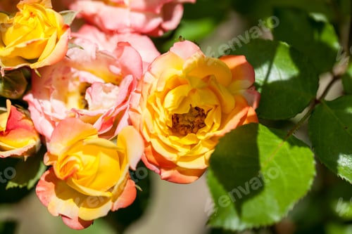 Preview: Colorful, Beautiful, Delicate Rose With Details