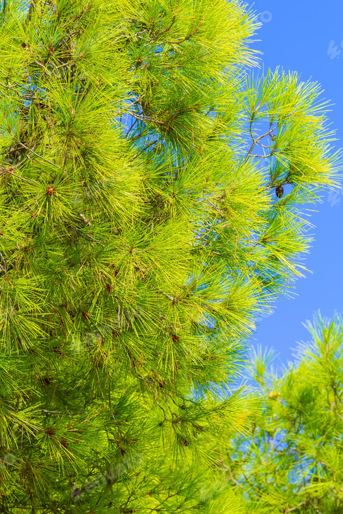 Preview: Summer Vacation Travel Background With Green Pine Forest Tree Branch And Blue Sky In Halkidiki