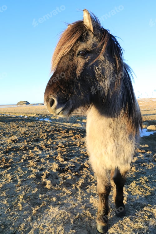 Preview: Wild Horses,Iceland Horses , South Coast, Iceland