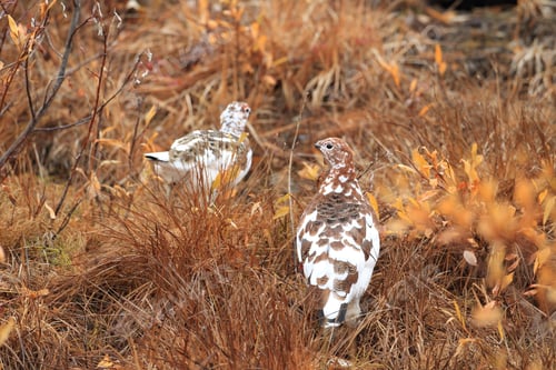 Preview: Willow Ptarmigan Alaska