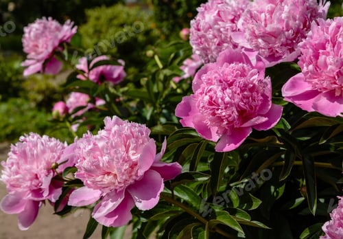 Preview: Beautiful Pink Peonies In The Garden. Growing Peonies. Gardening And Landscaping