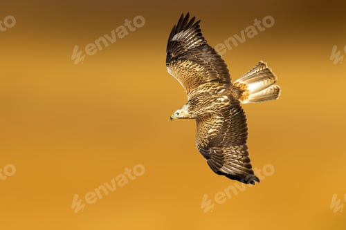 Preview: Flying Predator. Isolated On Orange Background Detailed, Sharp And High Resolution