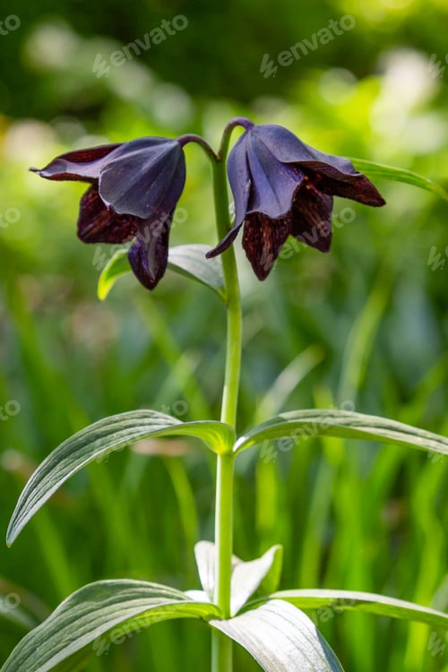 Preview: Fritillaria Camschatcensis In Spring Garden. Growing Bulbs (Fritillaria) In The Garden. Rare And