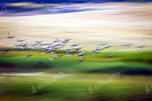 Preview: Flying Birds. Motion Blur Background. Colorful Nature Background.