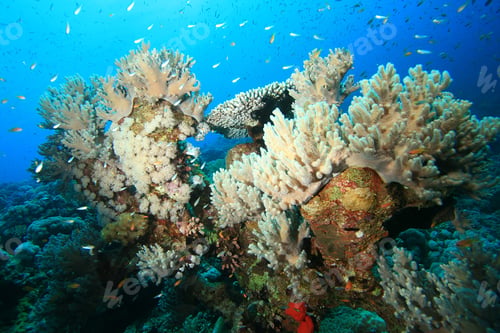 Preview: Finger Leather Coral (Sinularia Polydactyla)